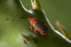 Disonycha brevilineata