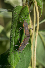 Staluptus marginalis