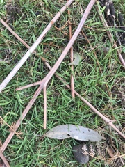 Microlaena stipoides