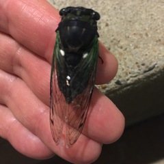 Neotibicen tibicen tibicen