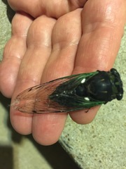 Neotibicen tibicen tibicen