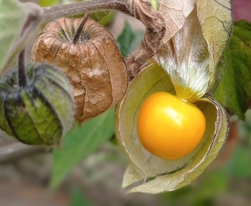 Cape gooseberry