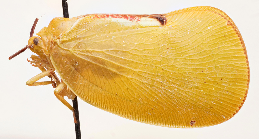 Ityraea ignota