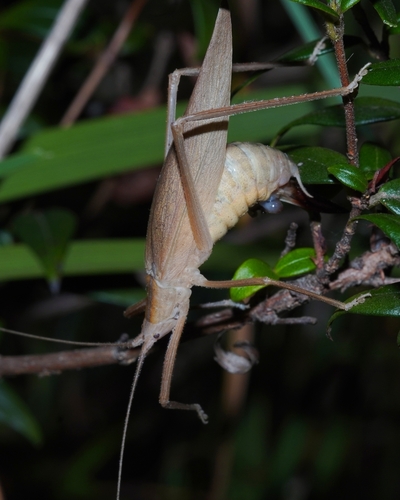 Aphractus acuminatus observed 2025-02-01