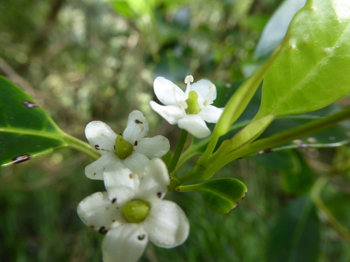 Small-leaved holly (Ilex canariensis)