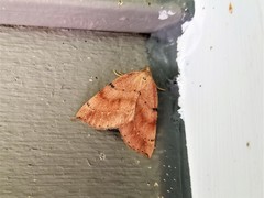 Thallophaga hyperborea