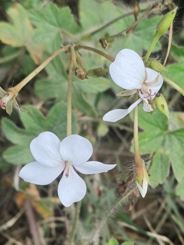 Pelargonium multibracteatum