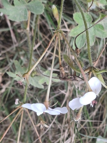 Pelargonium multibracteatum, photograph 2