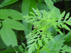 Calligrapha bidenticola