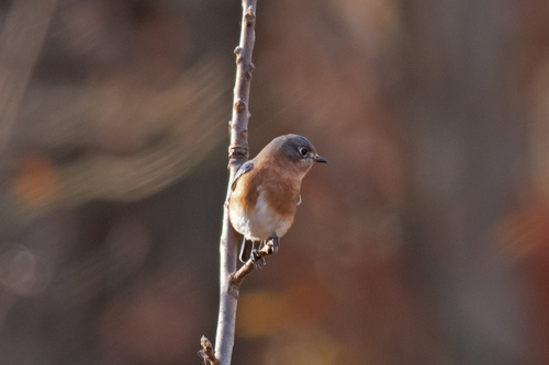 Eastern Bluebird photographed in Pennsylvania