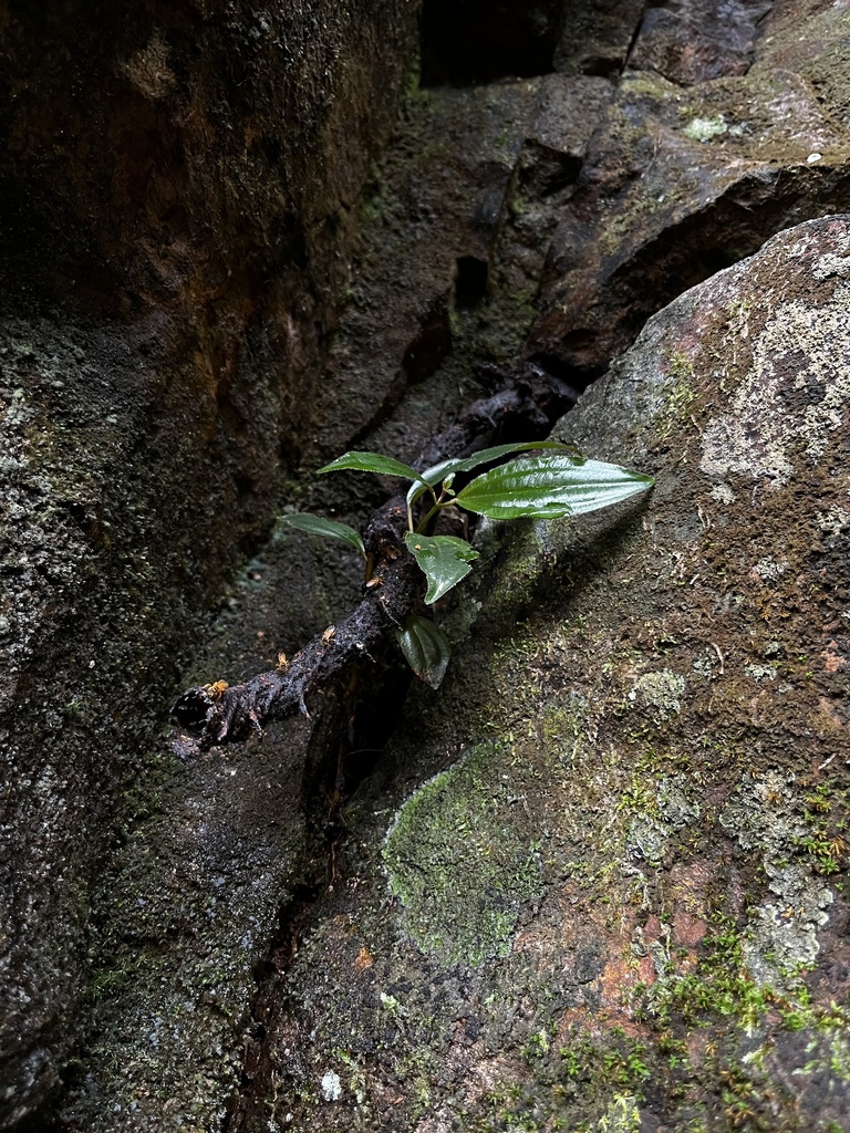 Mayan Stingless Bee