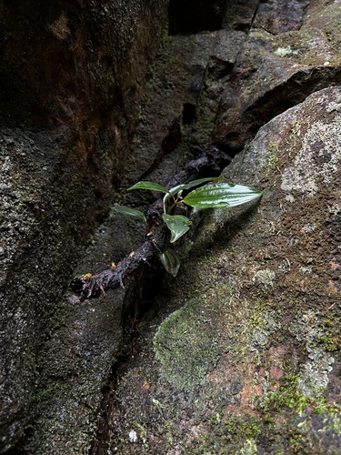 Mayan Stingless Bee