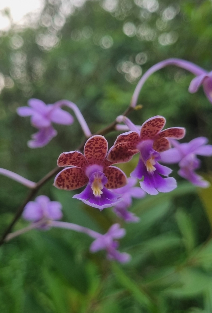 Epidendrum schweinfurthianum