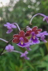 Epidendrum schweinfurthianum, photograph (c) Denise Dalbosco Dell'Aglio, some rights reserved (CC BY)
