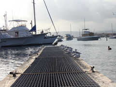 Thalasseus sandvicensis