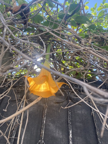 Foto de Trombeta-de-anjos