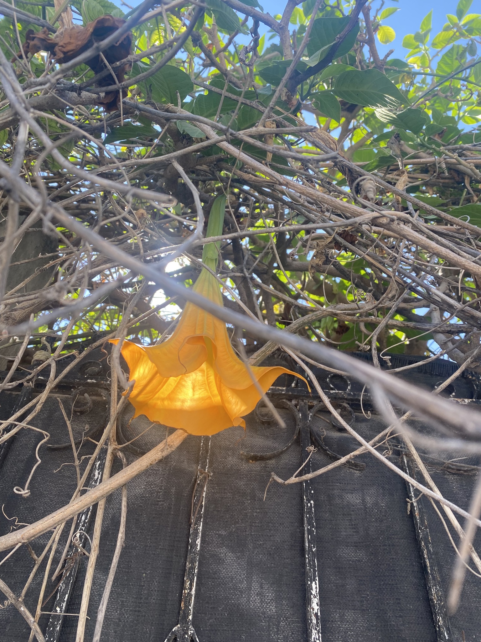Imagem de Trombeta-de-anjos