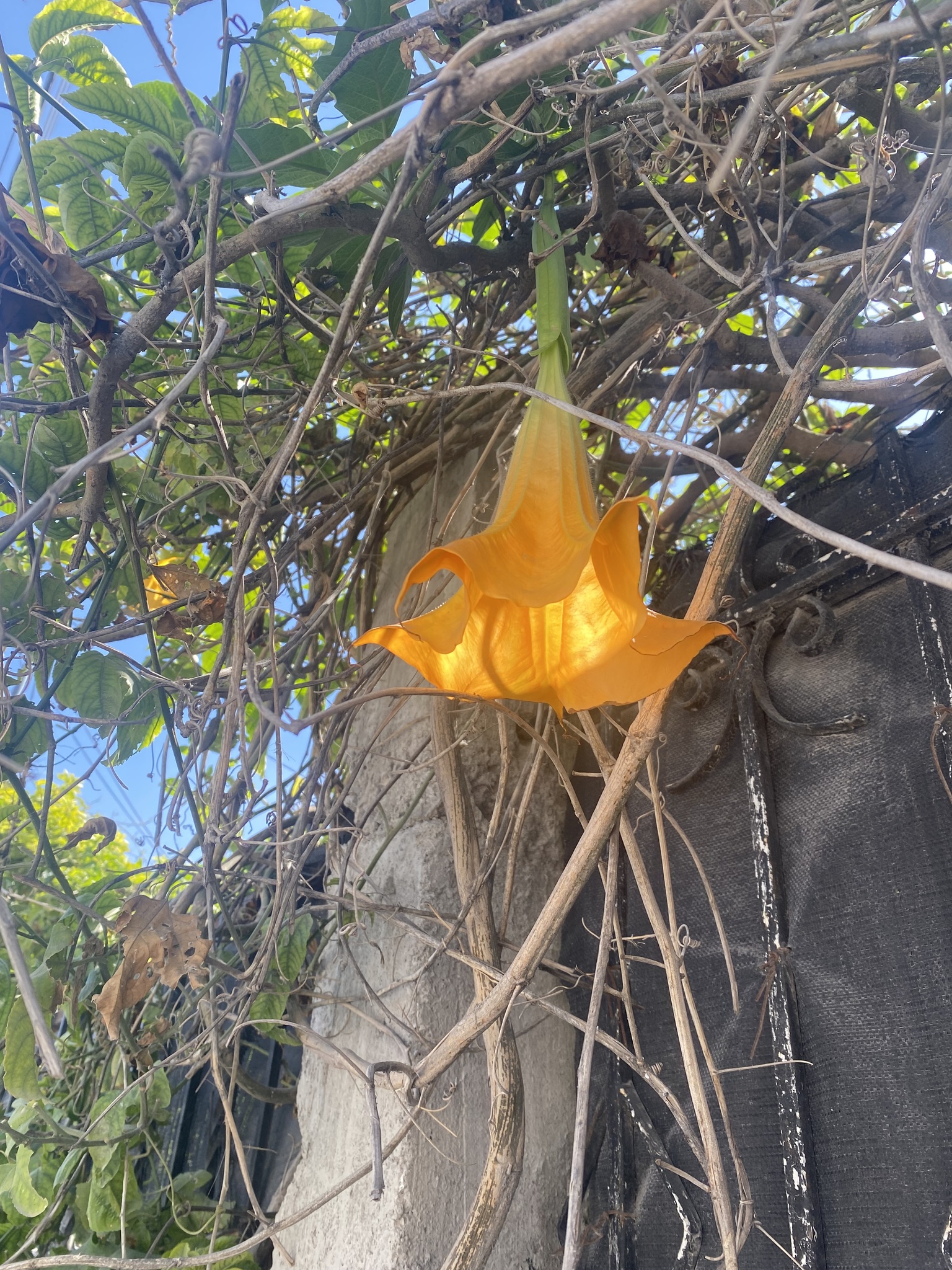 Imagem de Trombeta-de-anjos