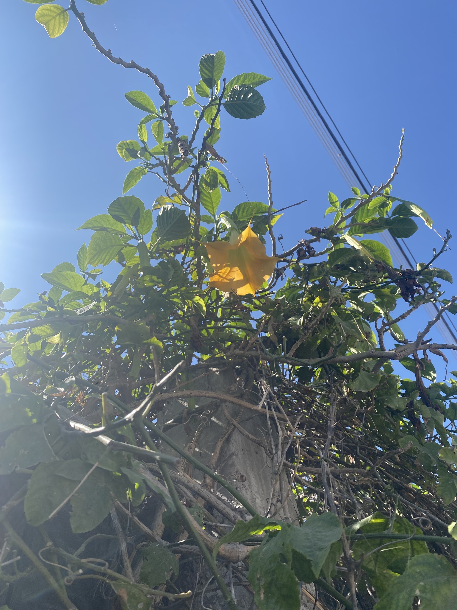 Imagem de Trombeta-de-anjos