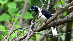 Cyanocorax dickeyi