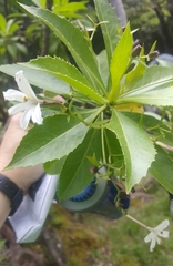 Scaevola chamissoniana