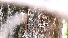 Lepidocolaptes leucogaster