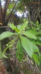 Scaevola chamissoniana