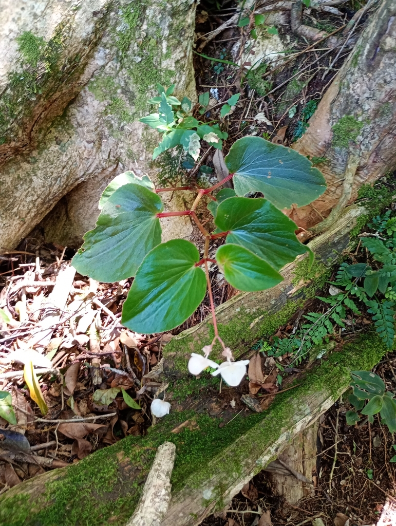 Begonia descoleana; photograph Lucas Rodrigues, CC0, iNaturalist via GBIF