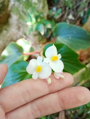 Lucas Rodrigues, CC0, iNaturalist via GBIF Begonia descoleana, photograph Lucas Rodrigues, CC0, iNaturalist via GBIF