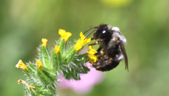 Alloscirtetica rufitarsis