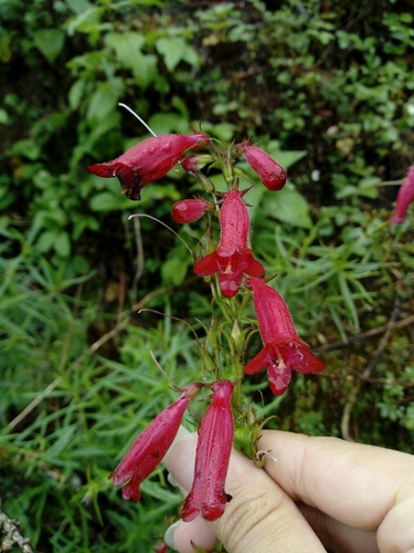 Penstemon roseus