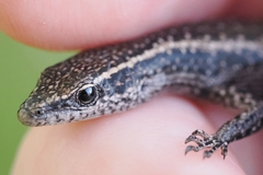 Buchanan's Snake-Eyed Skink photo 5