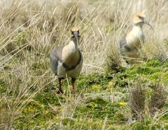 Theristicus branickii