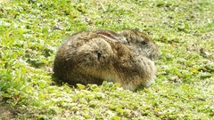 Sylvilagus andinus