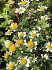 Anthemidinae