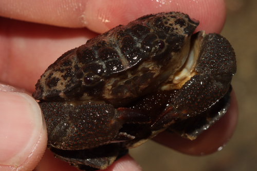 Platypodia pseudogranulosa observed 2025-01-28