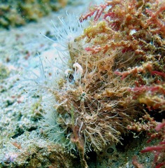 Hairy Frogfish