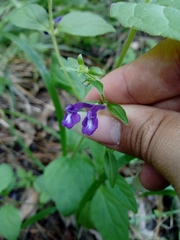 Scutellaria dumetorum