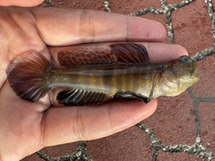 Peacock Shrimpgoby photo 3