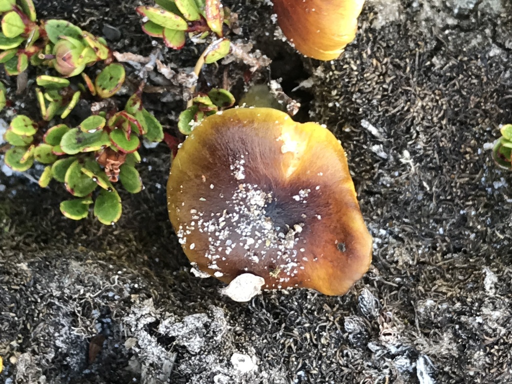 Hygrocybe fuliginata · February 2025 · photo: © fuligogirl (iNaturalist, cc-by)