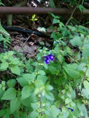 Scutellaria dumetorum