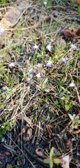Collinsia torreyi