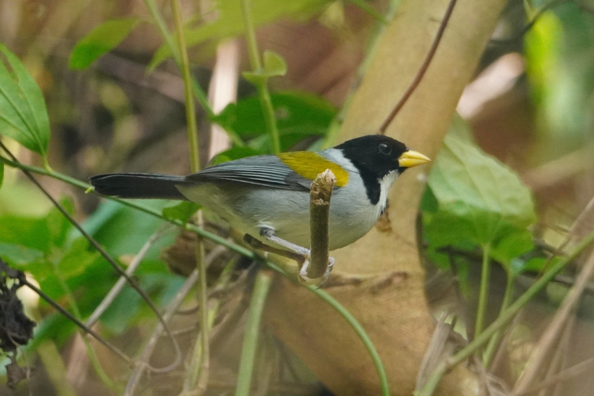 Golden-winged Sparrow (Arremon schlegeli), photo 1