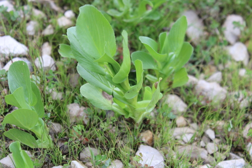Salzmann's restharrow (Ononis alopecuroides)