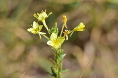 Oenothera rhombipetala