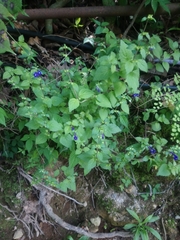 Scutellaria dumetorum