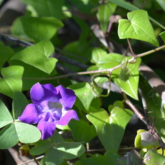 Maurandya barclayana