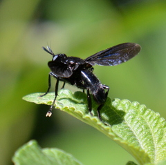 Penthosia satanica