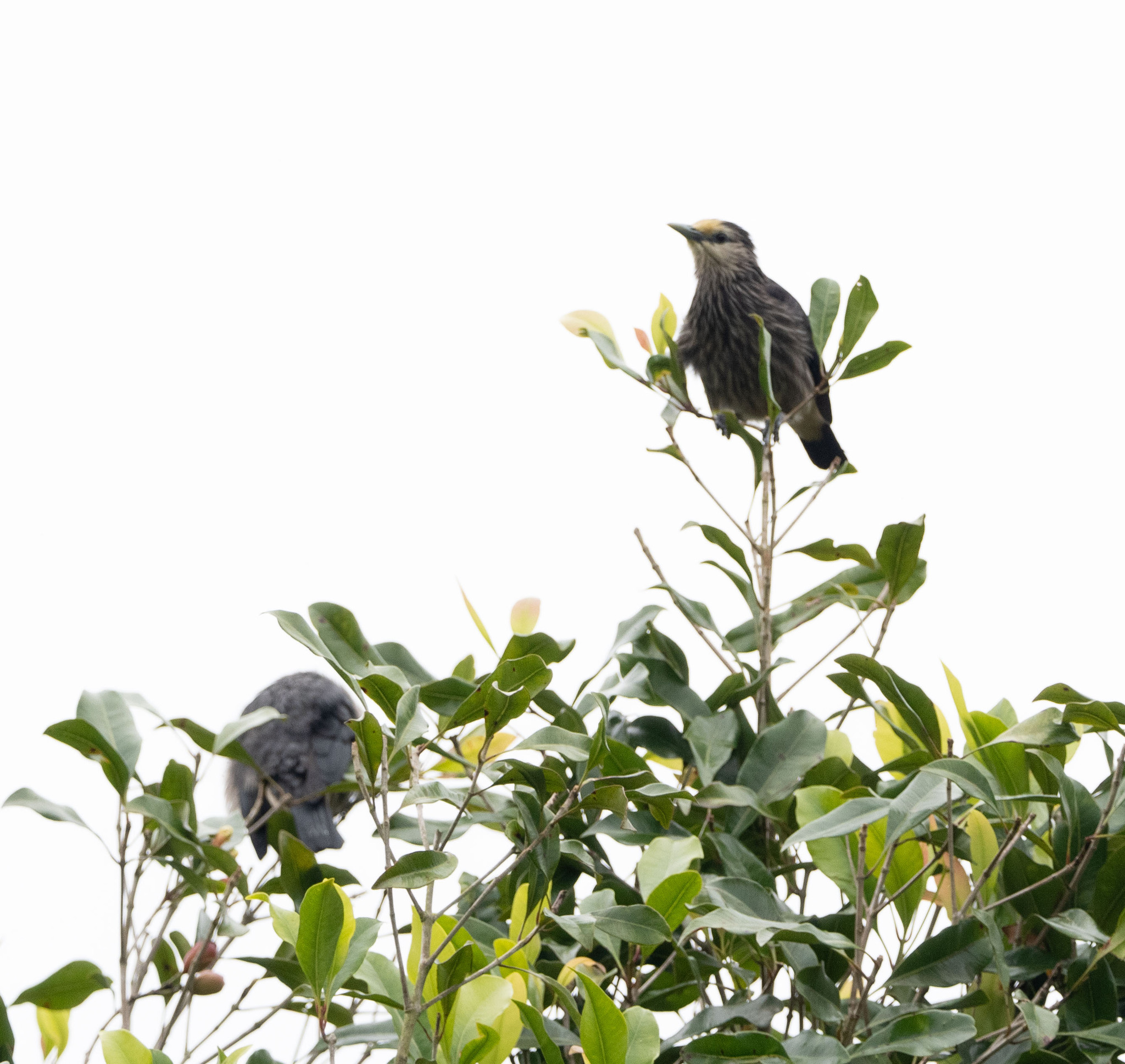 White-faced Starling (Sturnornis albofrontatus), photo 1