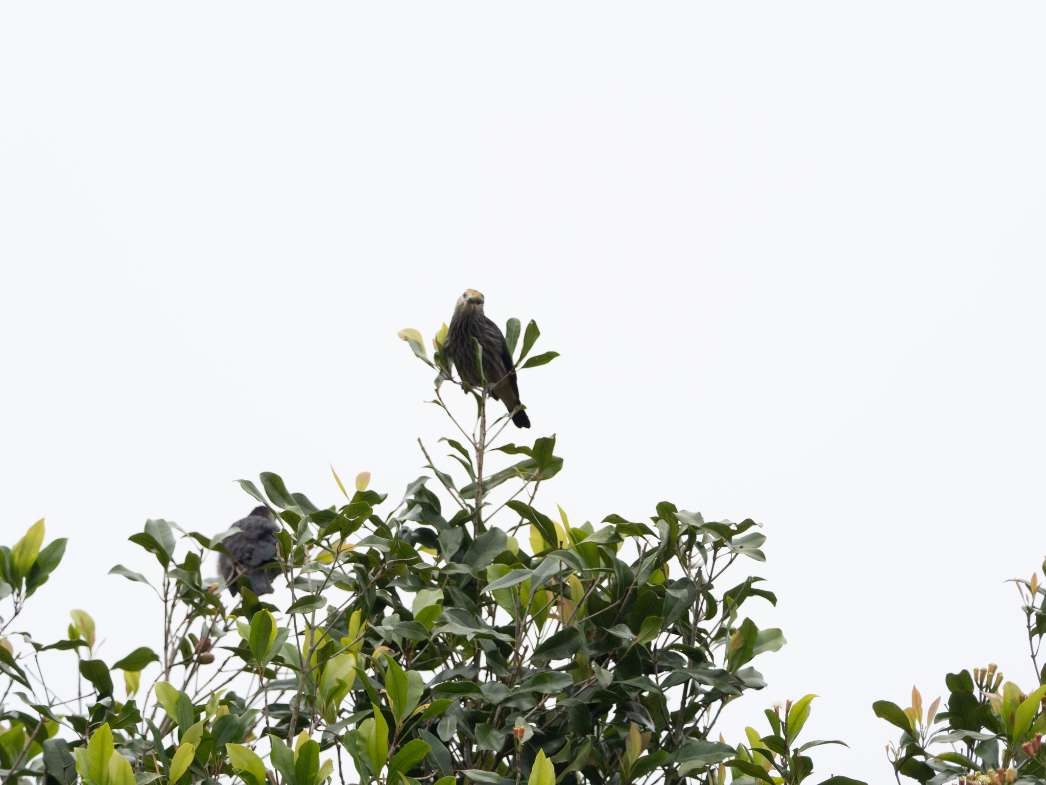 White-faced Starling (Sturnornis albofrontatus), photo 2